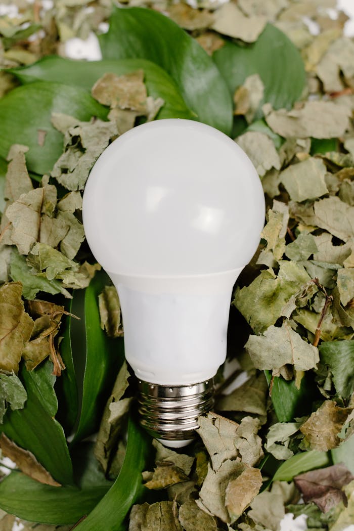 ¿Qué es la sucroquímica y por qué importa para el futuro de México? Close-up of a light bulb resting on a mix of dried and green leaves, symbolizing eco-friendliness.